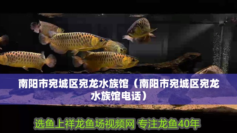 南陽(yáng)市宛城區(qū)宛龍水族館（南陽(yáng)市宛城區(qū)宛龍水族館電話）
