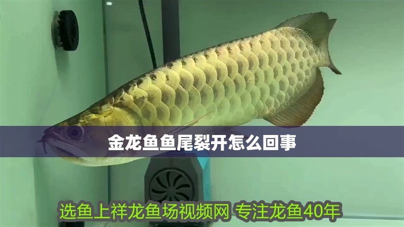 金龍魚(yú)魚(yú)尾裂開(kāi)怎么回事