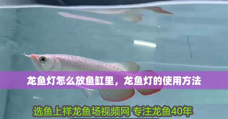 龍魚燈怎么放魚缸里，龍魚燈的使用方法 龍魚燈怎么放魚缸里，龍魚燈的使用方法 魚缸百科 第6張