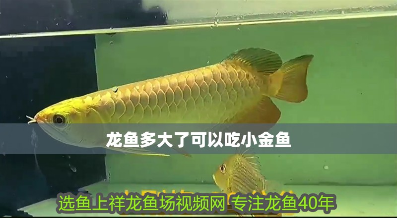 龍魚多大了可以吃小金魚