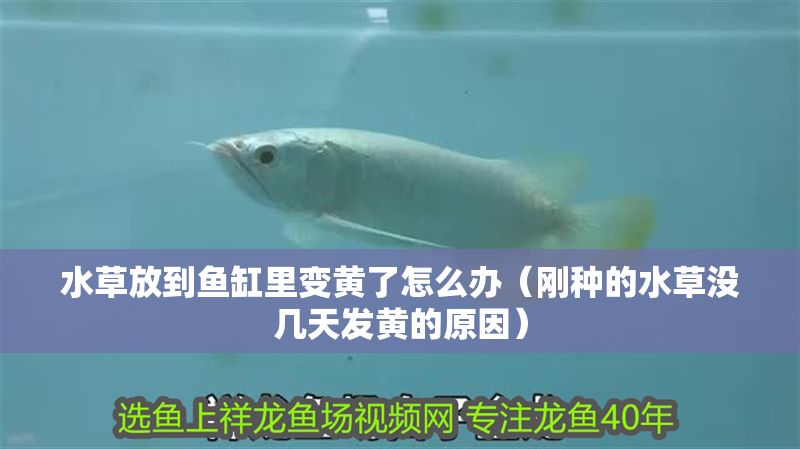 水草放到魚缸里變黃了怎么辦（剛種的水草沒幾天發黃的原因）