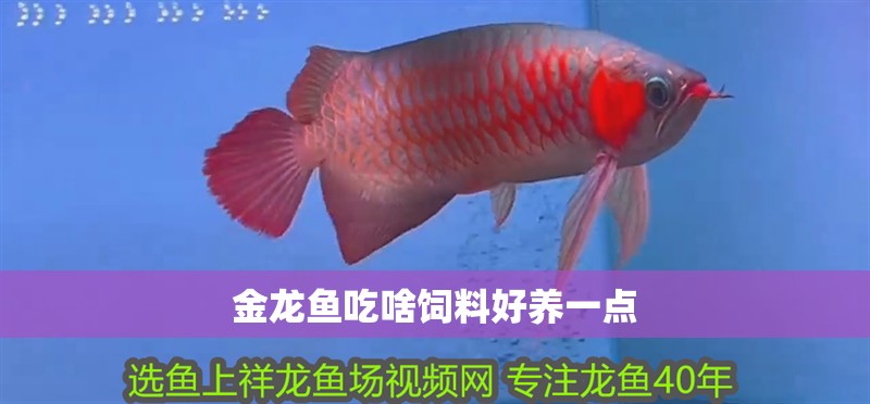金龍魚吃啥飼料好養(yǎng)一點(diǎn)
