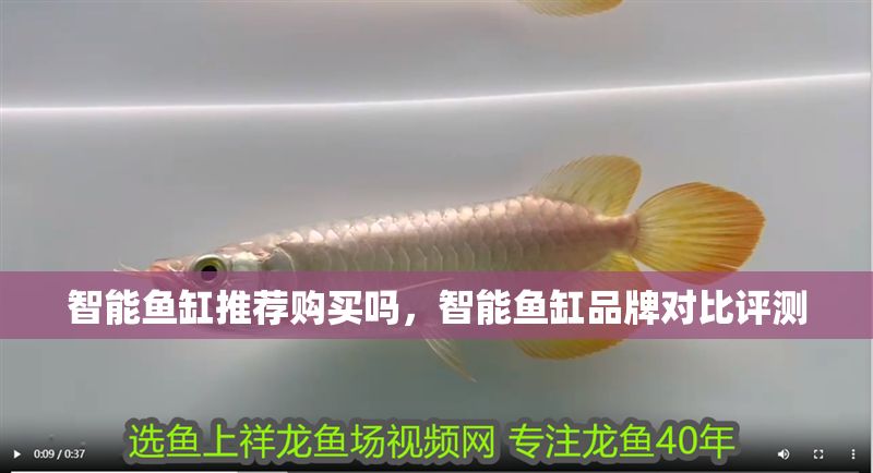 智能魚缸推薦購買嗎，智能魚缸品牌對比評測