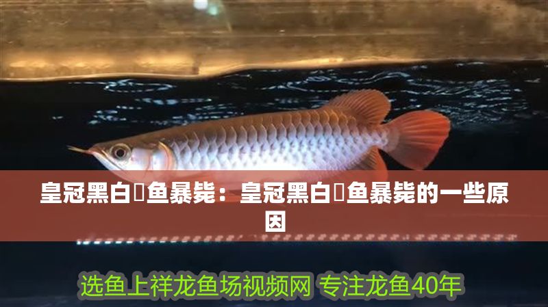 皇冠黑白魟魚暴斃：皇冠黑白魟魚暴斃的一些原因