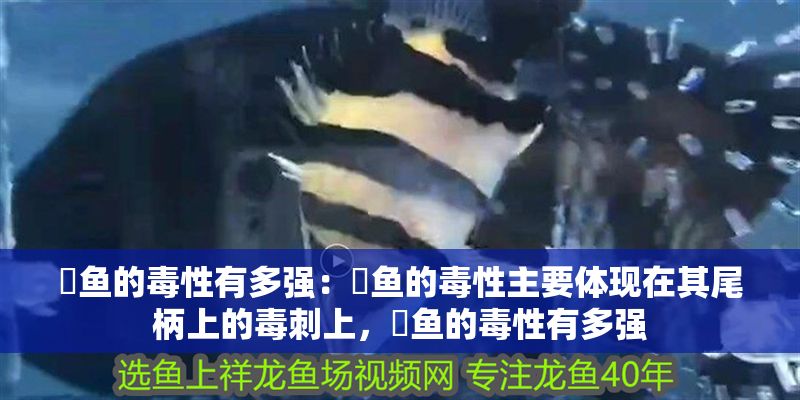 魟魚的毒性有多強：魟魚的毒性主要體現在其尾柄上的毒刺上，魟魚的毒性有多強