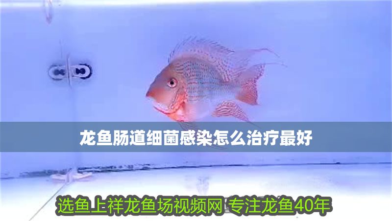 龍魚腸道細菌感染怎么治療最好