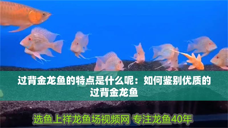 過背金龍魚的特點是什么呢：如何鑒別優(yōu)質(zhì)的過背金龍魚