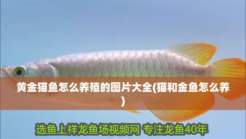 黃金貓魚怎么養(yǎng)殖的圖片大全(貓和金魚怎么養(yǎng))