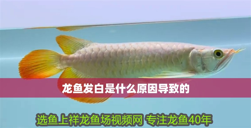 龍魚發白是什么原因導致的