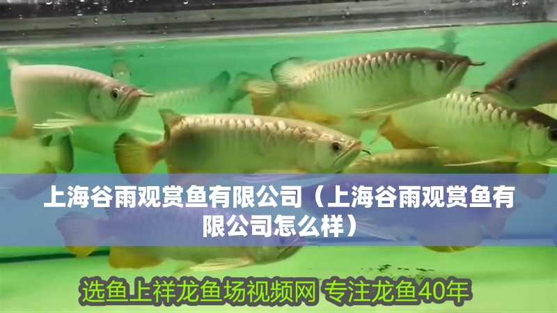 上海谷雨觀賞魚有限公司（上海谷雨觀賞魚有限公司怎么樣）