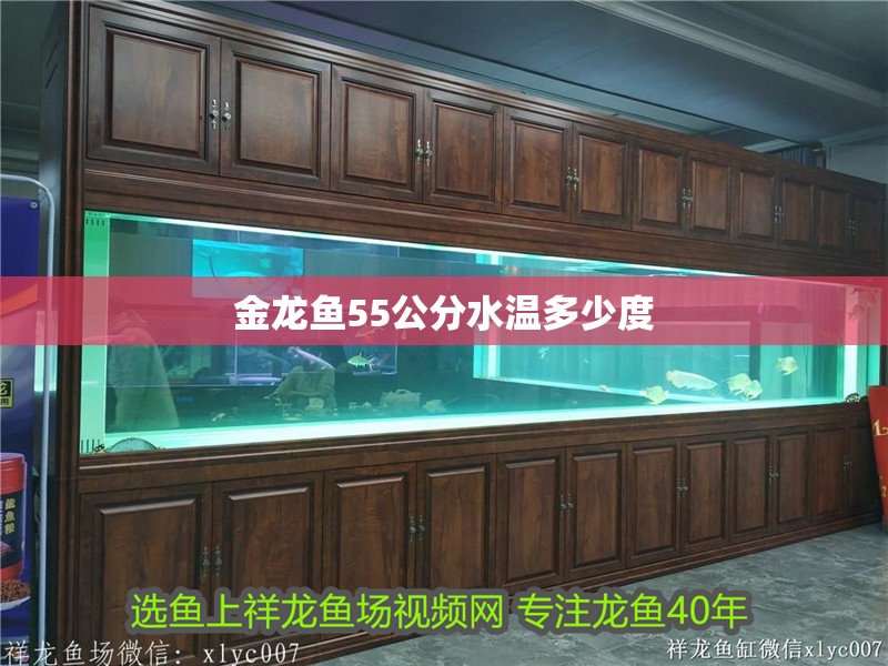 金龍魚55公分水溫多少度