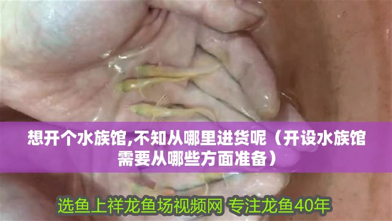 想開個水族館,不知從哪里進貨呢（開設水族館需要從哪些方面準備）