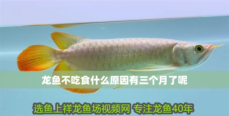 龍魚不吃食什么原因有三個月了呢