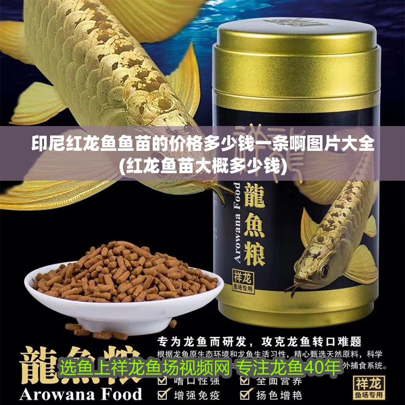 印尼紅龍魚魚苗的價格多少錢一條啊圖片大全(紅龍魚苗大概多少錢)