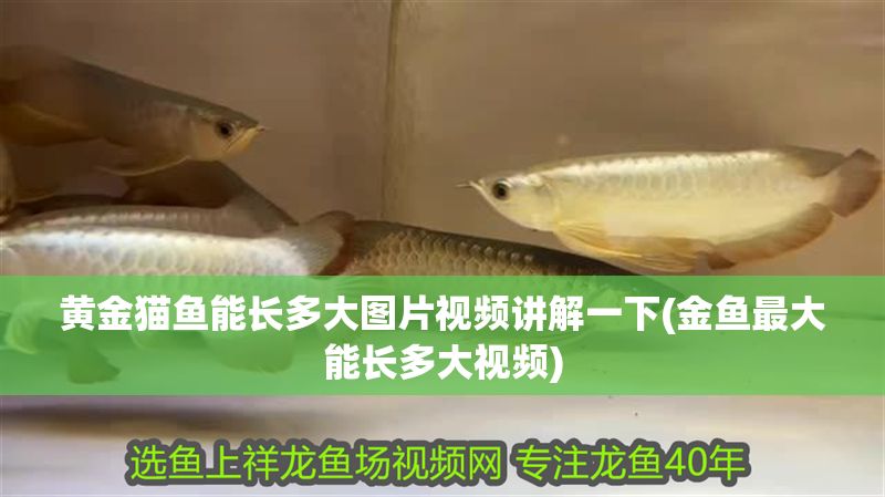 黃金貓魚能長多大圖片視頻講解一下(金魚最大能長多大視頻)