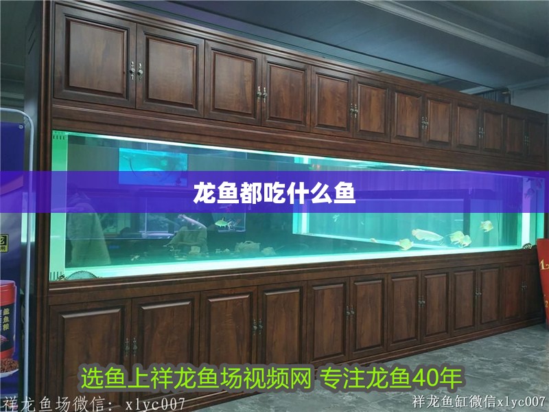 龍魚都吃什么魚