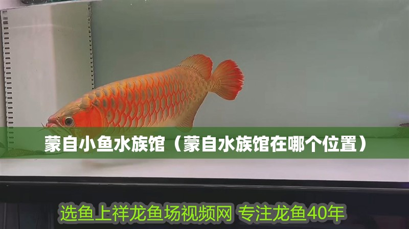 蒙自小魚(yú)水族館(蒙自水族館在哪個(gè)位置) 全國(guó)水族館企業(yè)名錄 第2張 蒙自小魚(yú)水族館(蒙自水族館在哪個(gè)位置) 蒙自小魚(yú)水族館(蒙自水族館在哪個(gè)位置) 全國(guó)水族館企業(yè)名錄 第2張