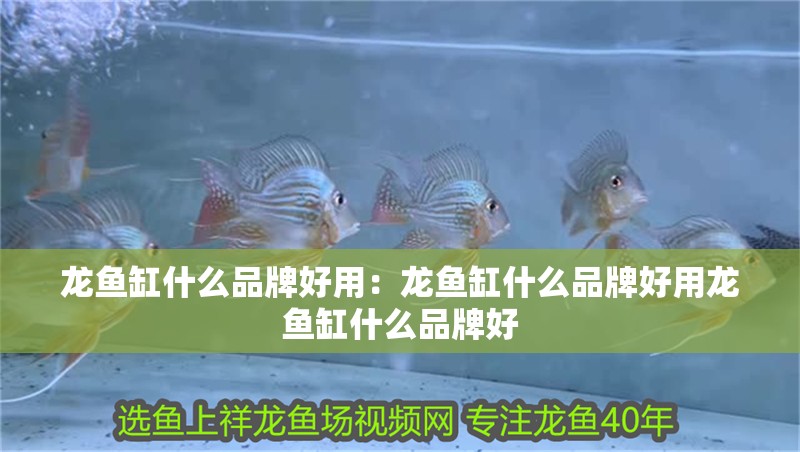 龍魚缸什么品牌好用：龍魚缸什么品牌好用龍魚缸什么品牌好