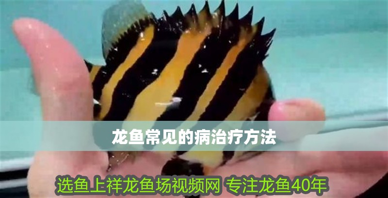 龍魚常見的病治療方法