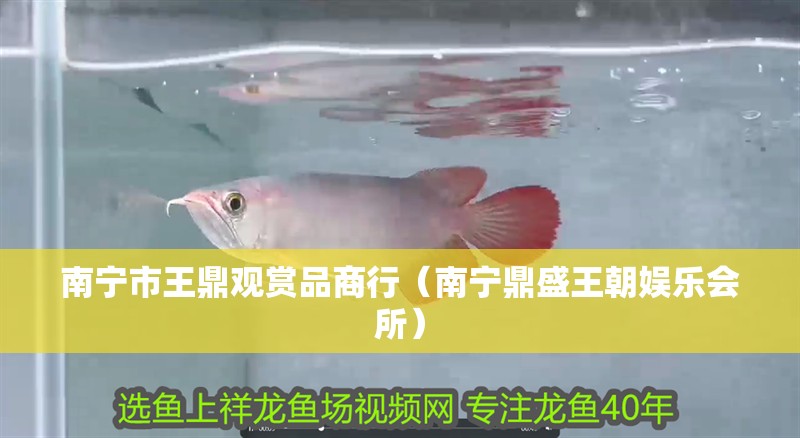 南寧市王鼎觀賞品商行（南寧鼎盛王朝娛樂會所）