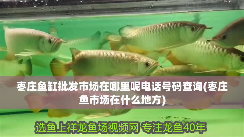 棗莊魚缸批發市場在哪里呢電話號碼查詢(棗莊魚市場在什么地方) 棗莊魚缸批發市場在哪里呢電話號碼查詢(棗莊魚市場在什么地方) 黃金貓魚百科 第1張