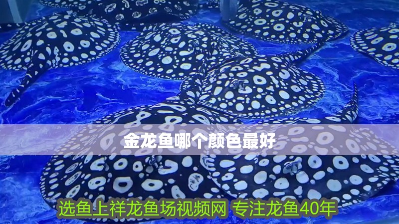 金龍魚哪個顏色最好