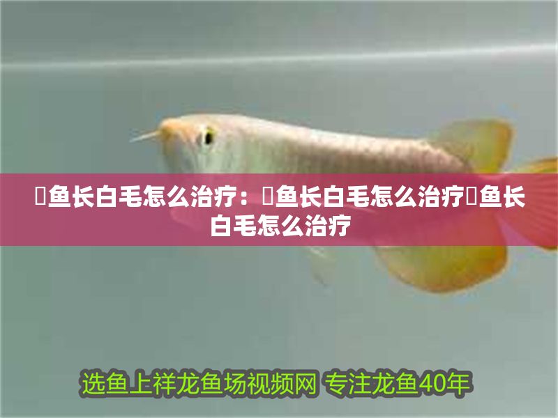 魟魚長白毛怎么治療:魟魚長白毛怎么治療魟魚長白毛怎么治療 魟魚百科 第2張 魟魚長白毛怎么治療:魟魚長白毛怎么治療魟魚長白毛怎么治療 魟魚長白毛怎么治療:魟魚長白毛怎么治療魟魚長白毛怎么治療 魟魚百科 第2張