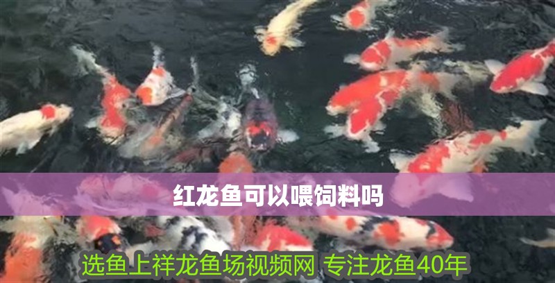 紅龍魚可以喂飼料嗎