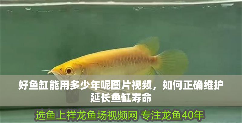 好魚缸能用多少年呢圖片視頻，如何正確維護延長魚缸壽命