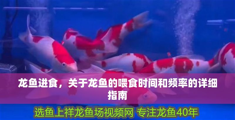 龍魚進食，關于龍魚的喂食時間和頻率的詳細指南
