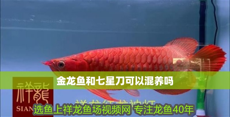 金龍魚和七星刀可以混養嗎