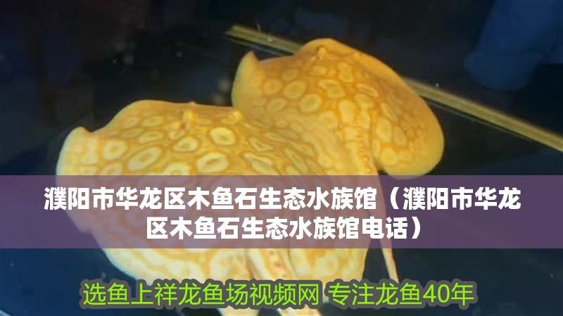 濮陽市華龍區(qū)木魚石生態(tài)水族館（濮陽市華龍區(qū)木魚石生態(tài)水族館電話）