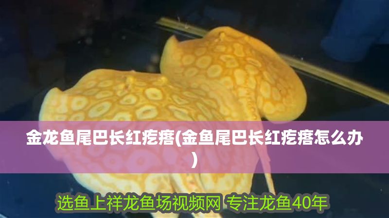 金龍魚尾巴長紅疙瘩(金魚尾巴長紅疙瘩怎么辦)
