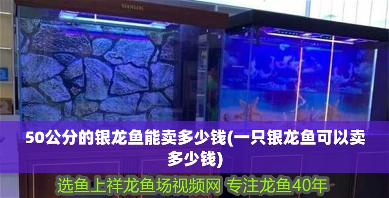 50公分的銀龍魚能賣多少錢(一只銀龍魚可以賣多少錢)