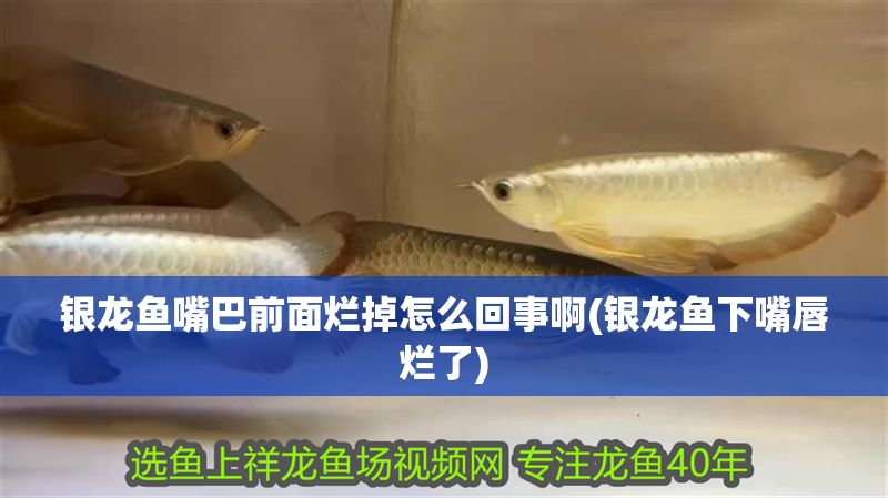 銀龍魚嘴巴前面爛掉怎么回事啊(銀龍魚下嘴唇爛了)