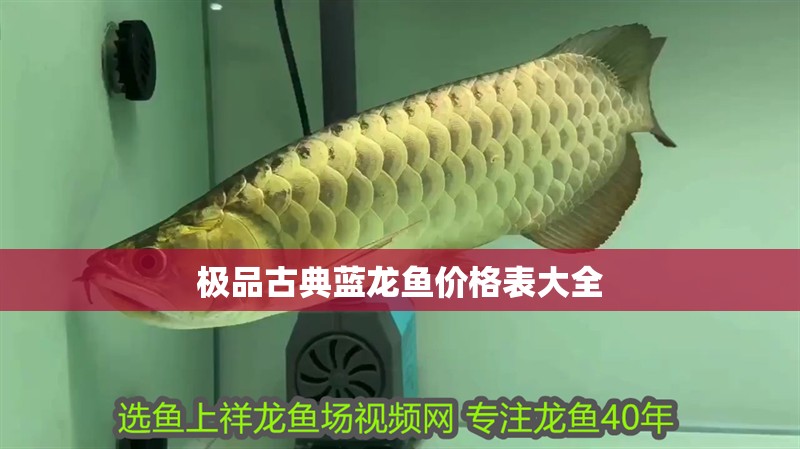 極品古典藍龍魚價格表大全