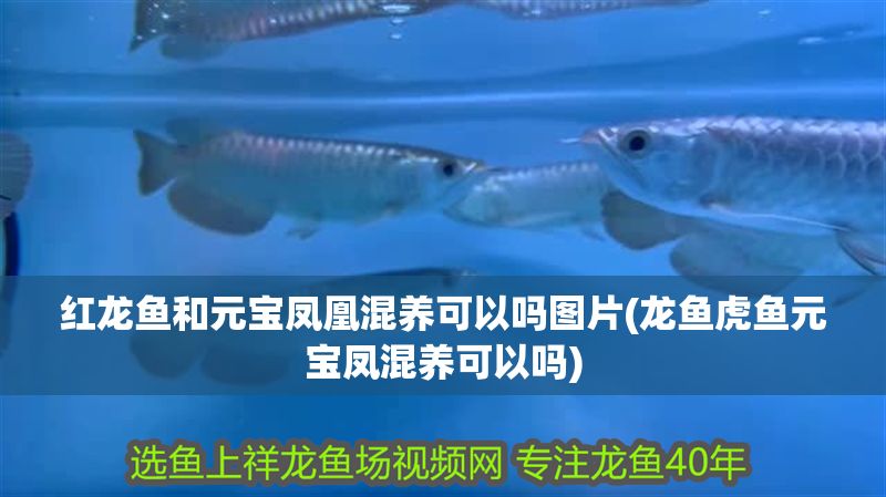 紅龍魚和元寶鳳凰混養可以嗎圖片(龍魚虎魚元寶鳳混養可以嗎)