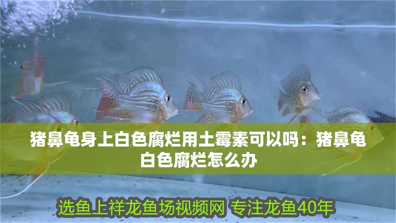 豬鼻龜身上白色腐爛用土霉素可以嗎：豬鼻龜白色腐爛怎么辦