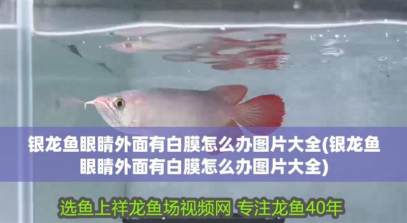 銀龍魚眼睛外面有白膜怎么辦圖片大全(銀龍魚眼睛外面有白膜怎么辦圖片大全)