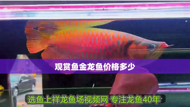 觀賞魚金龍魚價(jià)格多少