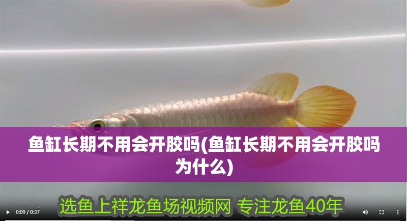 魚缸長期不用會開膠嗎(魚缸長期不用會開膠嗎為什么)