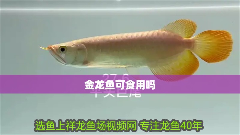 金龍魚可食用嗎