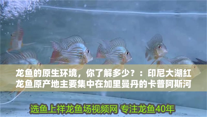 龍魚的原生環境，你了解多少？：印尼大湖紅龍魚原產地主要集中在加里曼丹的卡普阿斯河附近