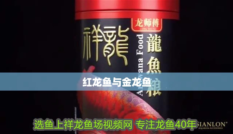 紅龍魚與金龍魚