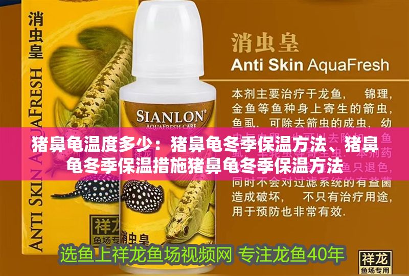 豬鼻龜溫度多少：豬鼻龜冬季保溫方法、豬鼻龜冬季保溫措施豬鼻龜冬季保溫方法