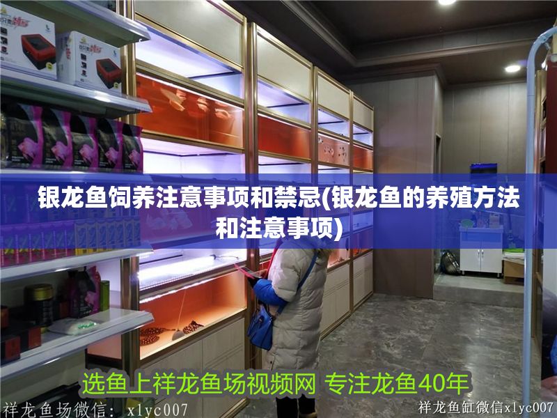 銀龍魚飼養(yǎng)注意事項(xiàng)和禁忌(銀龍魚的養(yǎng)殖方法和注意事項(xiàng))