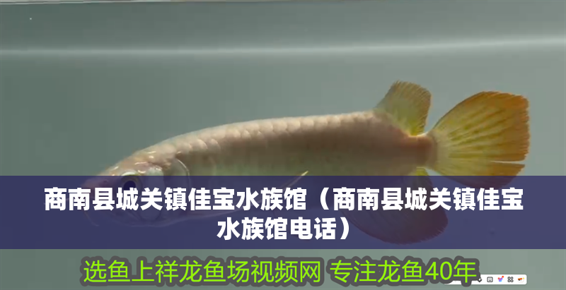 商南縣城關鎮佳寶水族館（商南縣城關鎮佳寶水族館電話）