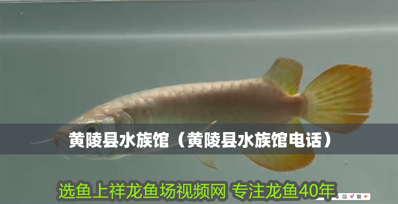 黃陵縣水族館(黃陵縣水族館電話) 全國水族館企業名錄 第2張 黃陵縣水族館(黃陵縣水族館電話) 黃陵縣水族館(黃陵縣水族館電話) 全國水族館企業名錄 第2張