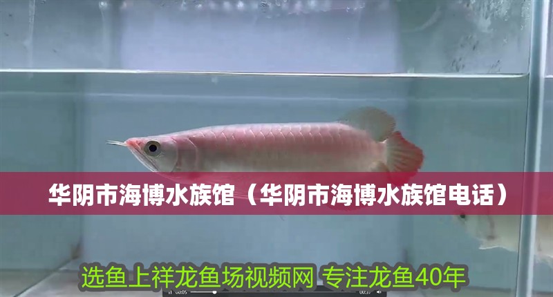 華陰市海博水族館（華陰市海博水族館電話） 華陰市海博水族館（華陰市海博水族館電話） 全國水族館企業名錄 第2張