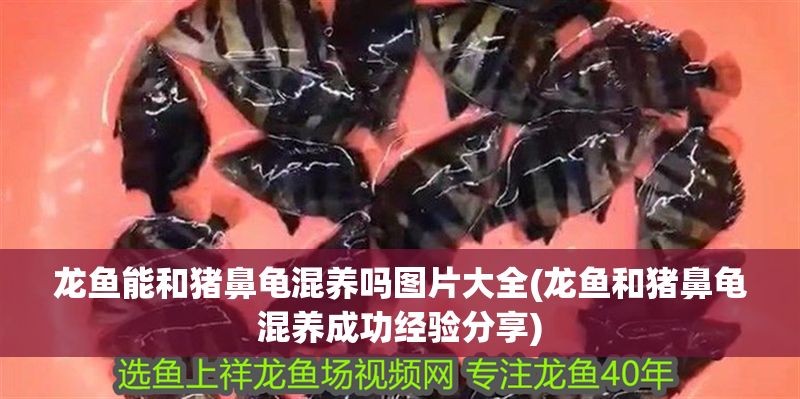 龍魚能和豬鼻龜混養嗎圖片大全(龍魚和豬鼻龜混養成功經驗分享)